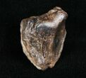 Partially Worn Triceratops Tooth - #4473-1